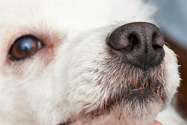 Bed Bug Detection Dog