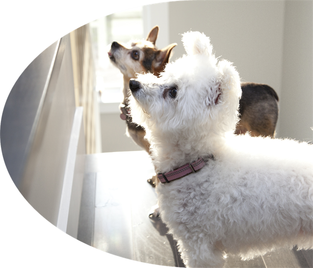 SAFE Dogs Services Offered